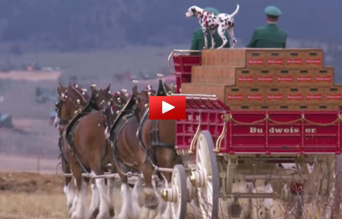 Budweiser Release New Clydesdale Commercial